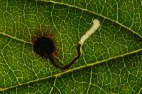 Bucculatrix frangutella