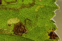 Stigmella continuella