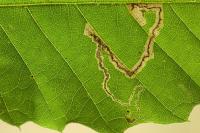 Stigmella samiatella