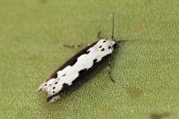 Ethmia bipunctella