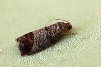Cydia pomonella