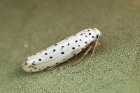Yponomeuta