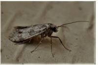 Scythropia crataegella
