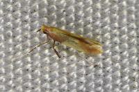 Caloptilia alchimiella