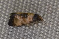 Neocochylis dubitana