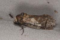 Cossus cossus
