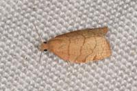 Pandemis corylana