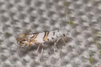 Phyllonorycter joannisi