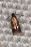 Stigmella
