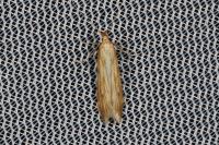 Metzneria neuropterella