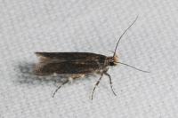 Aroga velocella