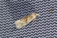 Cochylimorpha alternana