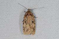 Agonopterix arenella