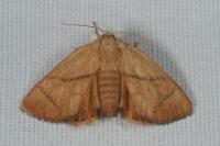 Apoda limacodes