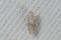 Bucculatrix