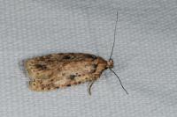 Agonopterix arenella