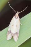 Agapeta zoegana