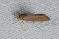 Crassa unitella
