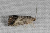 Cydia splendana