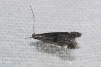 Dichomeris alacella