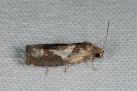 Epiblema foenella