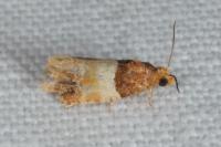 Epinotia festivana