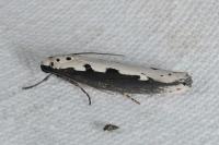 Ethmia bipunctella