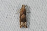 Eucosma conterminana