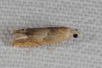Eucosma conterminana