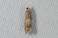 Eucosma conterminana