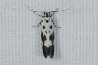 Ethmia quadrillella