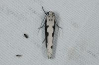 Ethmia bipunctella