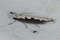 Ethmia bipunctella