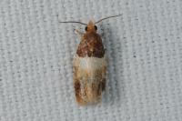Epinotia festivana