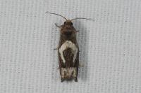Epiblema foenella