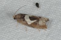 Epiblema foenella