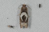 Epiblema foenella