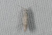 Elachista