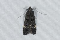 Dichomeris alacella