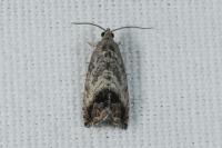 Cydia splendana