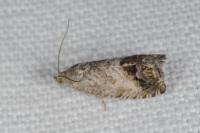 Cydia splendana