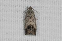 Cydia splendana