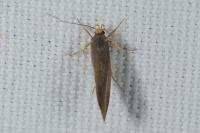 Crassa unitella