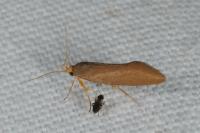 Crassa unitella