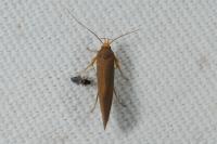 Crassa unitella