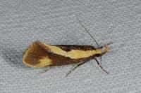 Harpella forficella
