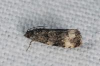Apotomis sauciana