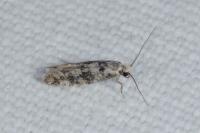 Infurcitinea