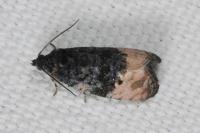 Metendothenia atropunctana