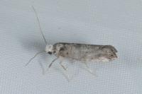 Paraswammerdamia nebulella